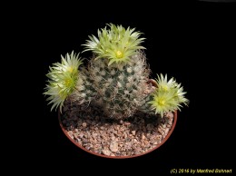 Turbinicarpus pseudomacrochele v. minimus 247